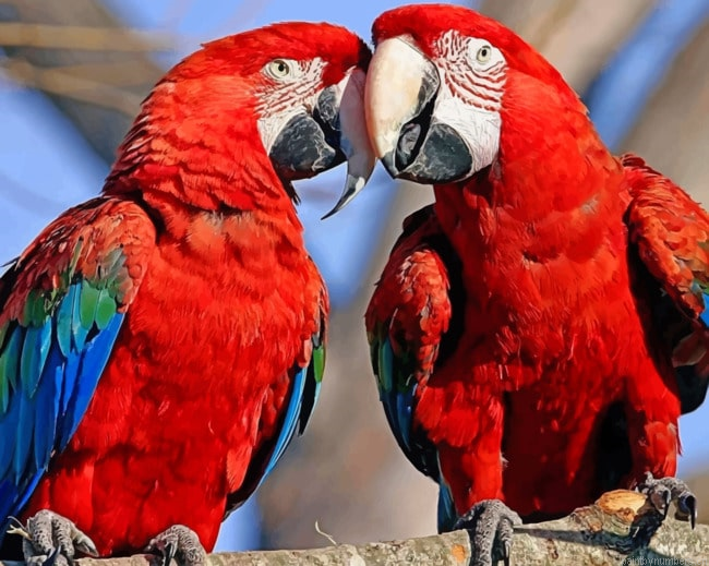 Parrot Couples Birds Painting By Numberss.png