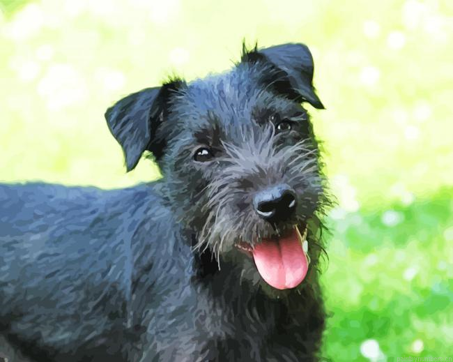 Patterdale Dog Painting By Numberss.png