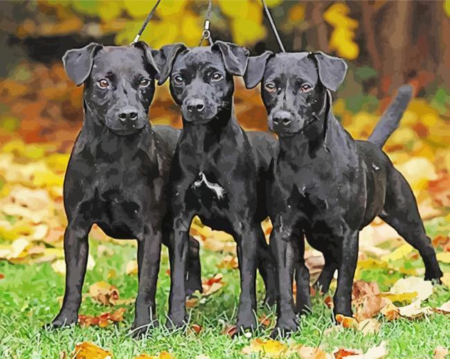 Patterdales Painting By Numberss.png