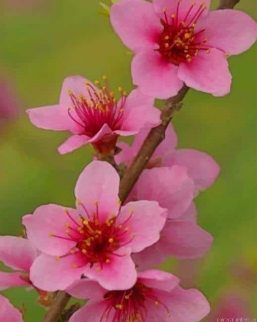 Peach Blossom Flower Painting By Numberss.png