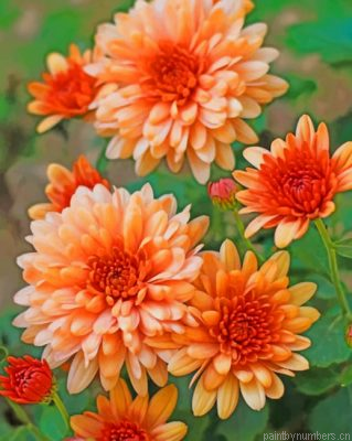 Peach Chrysanthemum Painting By Numbers.png