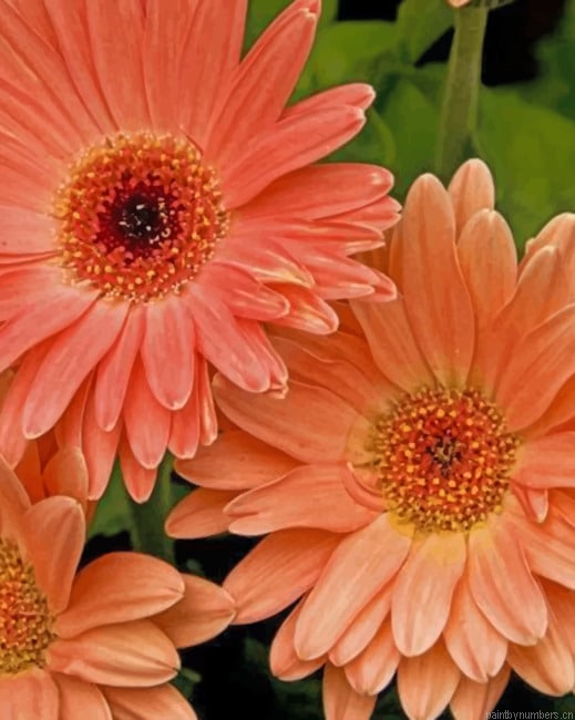 Peach Gerbera Daisy Painting By Numberss.png