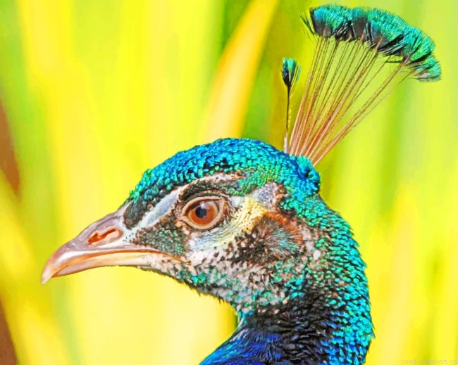 Peacock Bird With Head Feathers Painting By Numberss.png