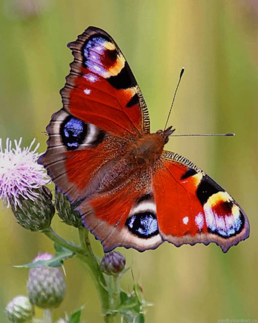 Peacock Butterfly Insects Painting By Numberss.png