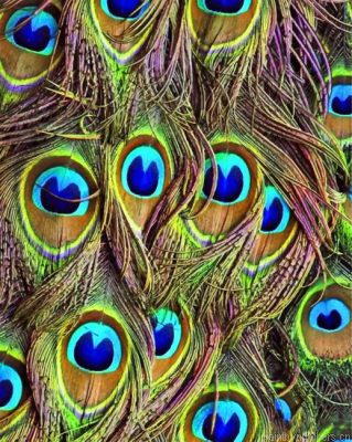 Peacock Feather Painting By Numbers.png