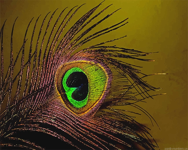 Peacock Feathers Painting By Numberss.png