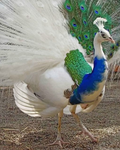 Peacock Partial Leucism Painting By Numbers.png