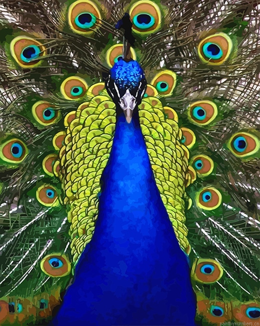 Peafowl Bird Painting By Numberss.png