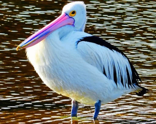 Pelican Bird In Water Painting By Numbers.png