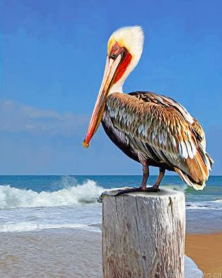 Pelican Bird Painting By Numbers.png
