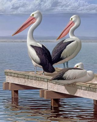 Pelican Birds Painting By Numbers.png