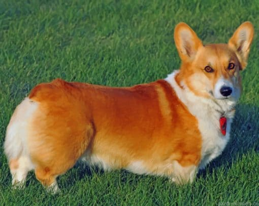 Pembroke Welsh Corgi Painting By Numberss.png
