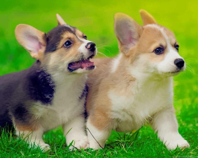 Pembroke Welsh Corgi Puppies Animals Painting By Numberss.png