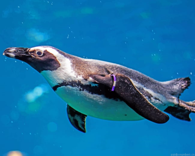 Penguin In Wroclaw Zoo Birds Painting By Numberss.png