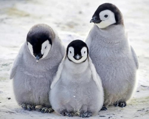 Penguins Family Painting By Numbers.png