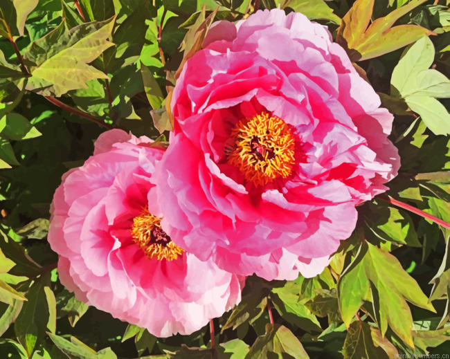 Peonies Painting By Numbers.png