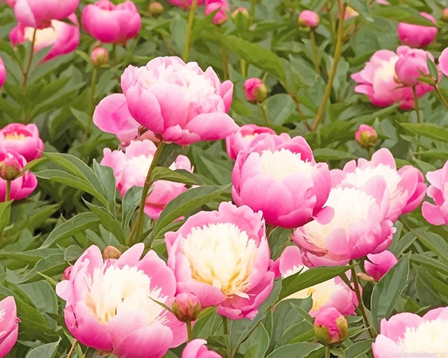 Peony Bowl Of Beauty Flowers Painting By Numberss.png