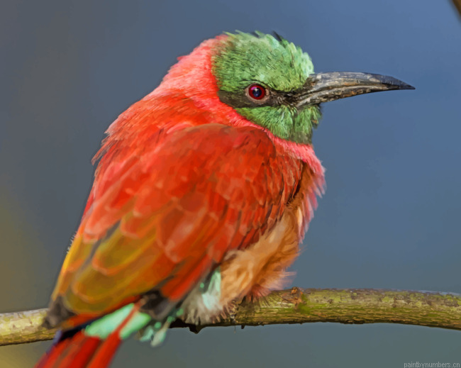 Perched Bee Eater Bird Painting By Numberss.png