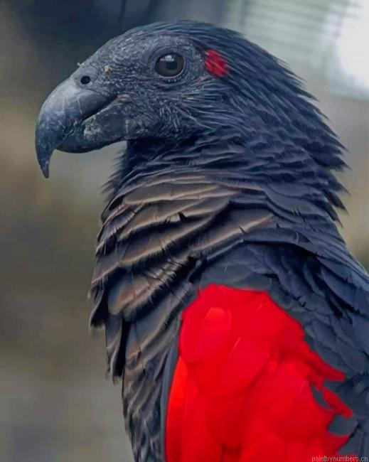 Pesquets Parrot Birds Painting By Numberss.png