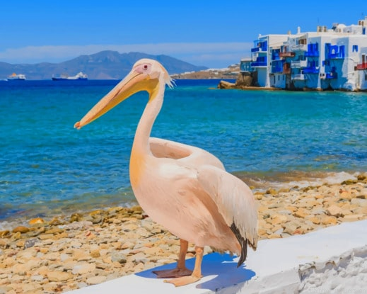 Petros The Pelican Painting By Numbers.png