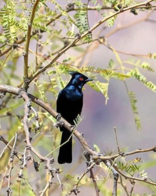 Phainopepla Painting By Numbers.png