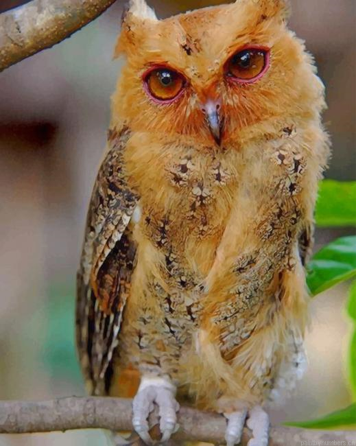 Philippine Scops Owl Birds Painting By Numberss.png