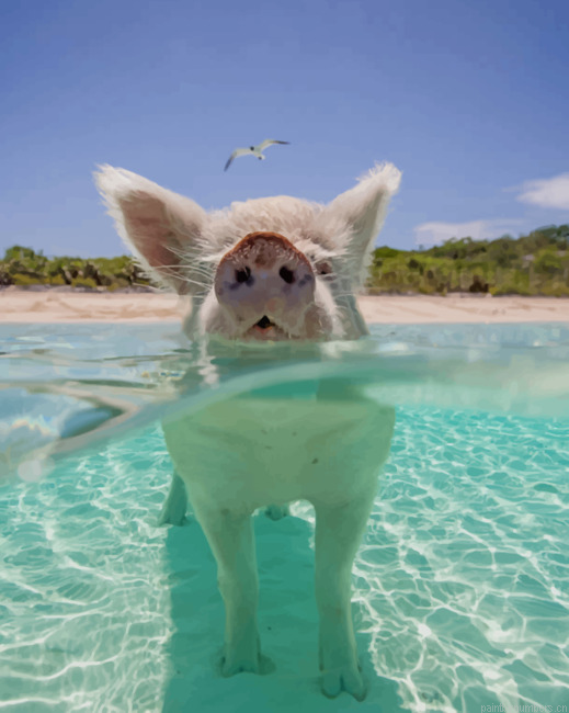 Pig In The Beach Animals Painting By Numberss.png