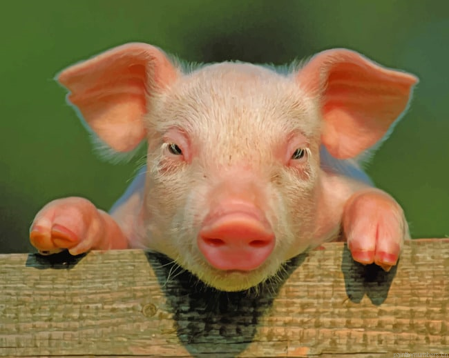Pig With Hooves Up Animals Painting By Numberss.png