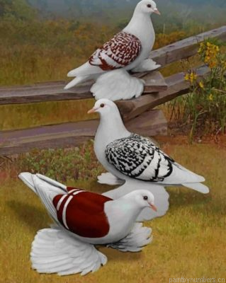 Pigeons Birds Painting By Numbers.png