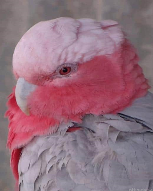 Pink And Grey Cockatoo Birds Painting By Numberss.png