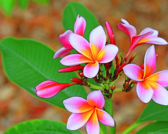 Pink And White Plumeria Flower Painting By Numbers.png