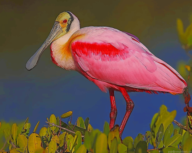 Pink And Yellow Long Beak Bird Painting By Numberss.png