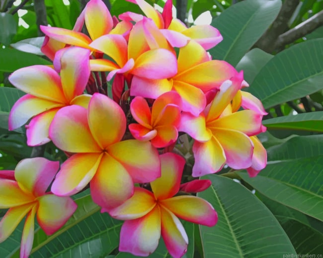 Pink And Yellow Plumeria Flower Painting By Numbers.png