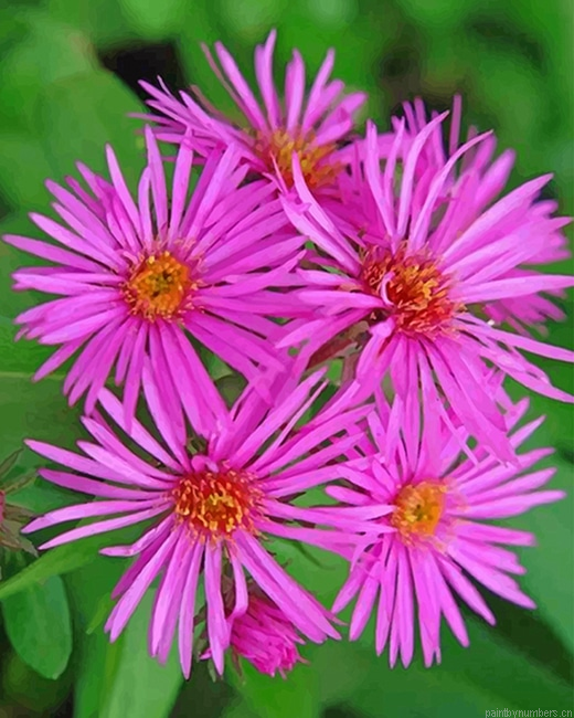 Pink Aster Flower Painting By Numberss.png