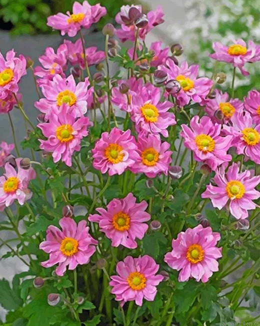 Pink Aster Flowers Painting By Numberss.png