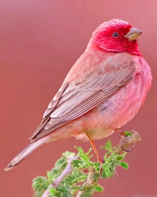 Pink Bird Painting By Numberss.png