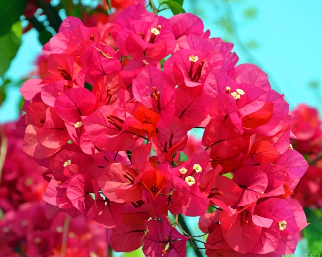 Pink Bougainvillea Flowers Painting By Numbers.png