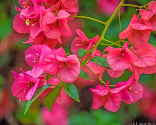 Pink Bougainvillea Painting By Numbers.png