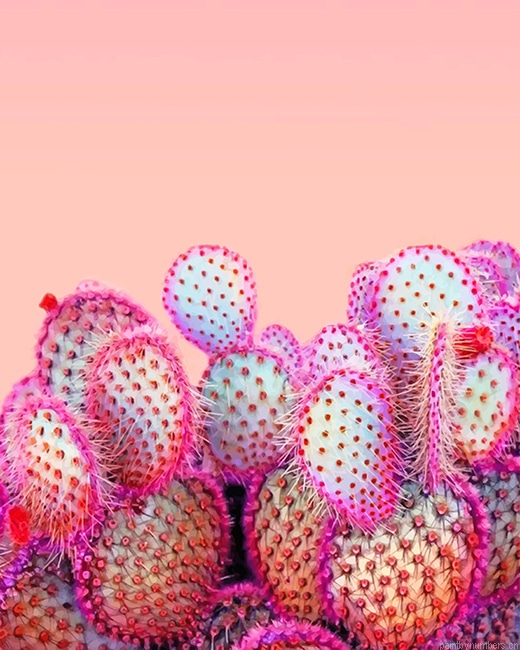 Pink Cactus Plants Painting By Numberss.png