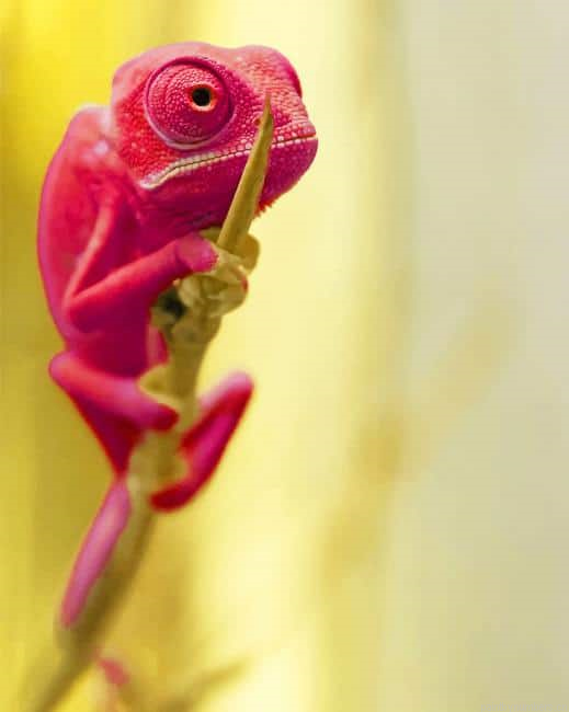 Pink Chameleon Animals Painting By Numbers.png