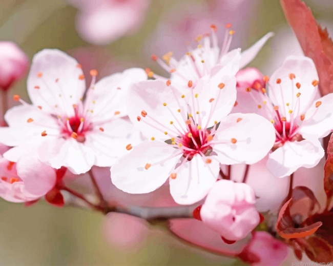 Pink Cheery Blossom Flower Painting By Numbers.png