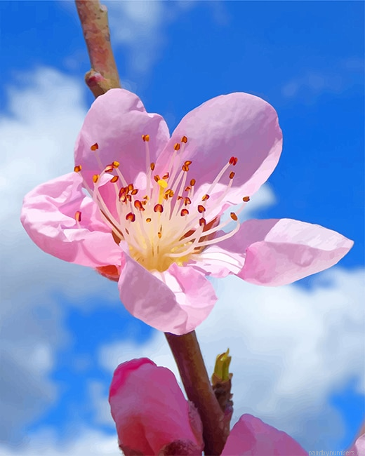 Pink Cherry Blossom Flower Painting By Numberss.png