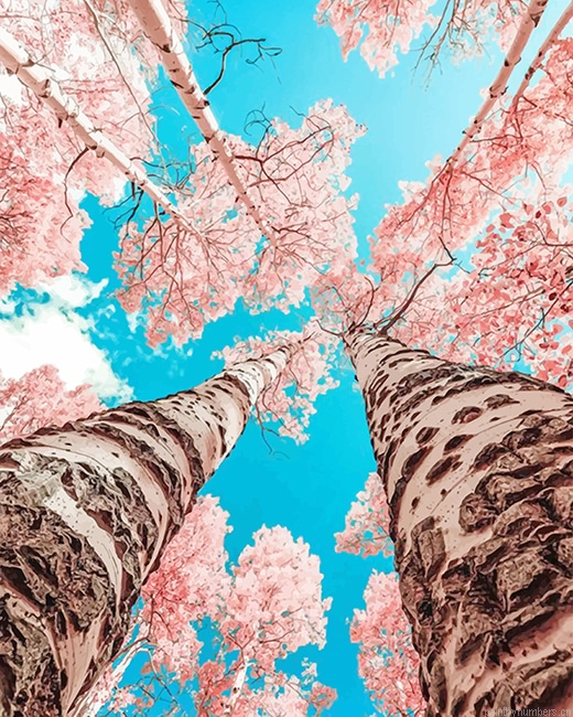Pink Cherry Blossoms Painting By Numberss.png