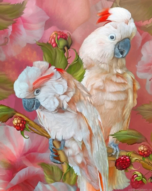 Pink Cockatoo Birds Painting By Numbers.png