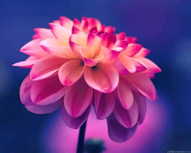 Pink Dahlia Flowers Painting By Numberss.png