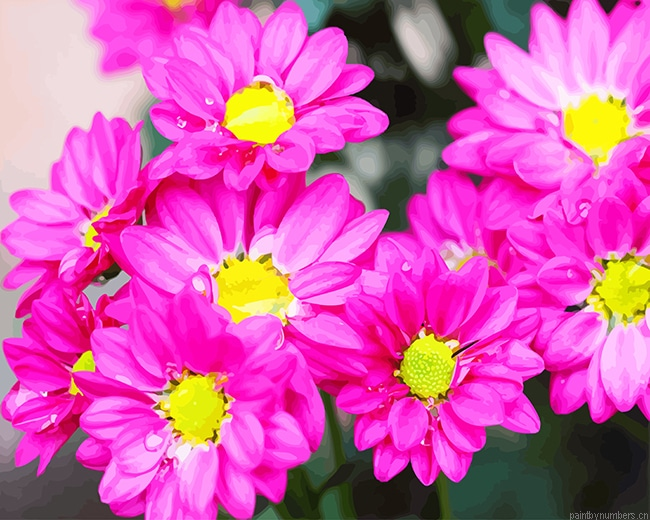 Pink Daisies Flowers Painting By Numberss.png