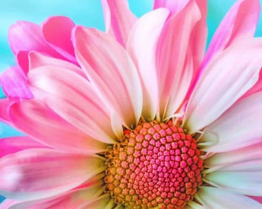Pink Daisy Flower Painting By Numberss.png
