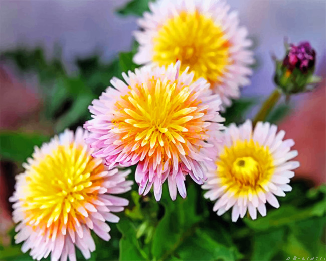 Pink Dandelions Painting By Numbers.png
