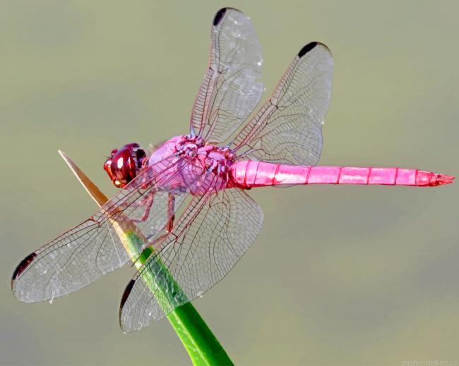 Pink Dragonfly Painting By Numberss.png
