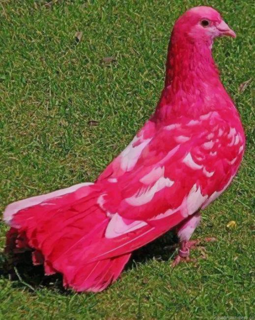 Pink Fancy Pigeon Birds Painting By Numberss.png